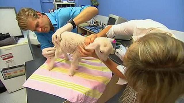 An Orphaned Lamb with No Antibodies