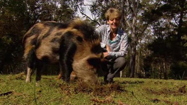 Lola the Pig Gets a New Nose Ring