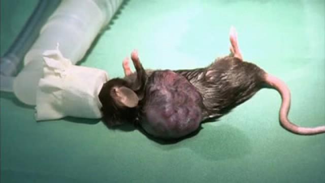 Removing a Massive Tumour on the Clinic's Smallest Patient