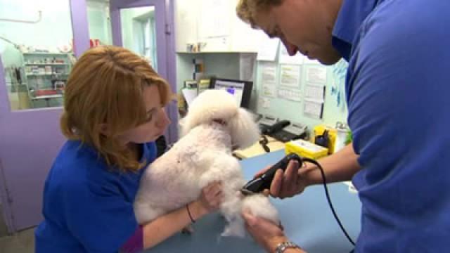 The Haircut that Saved a Poodle's Life