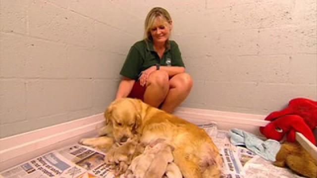 Puppy Births in a Women's Prision