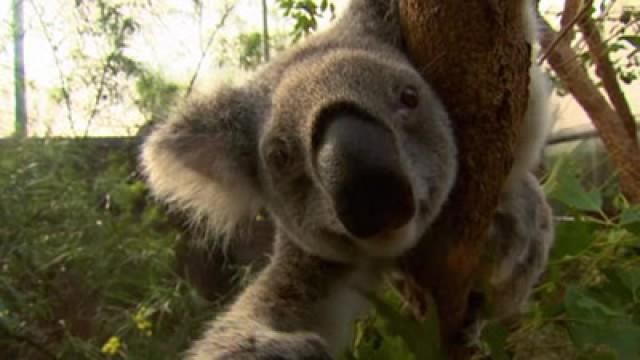 Blinky Bill's Eyesight