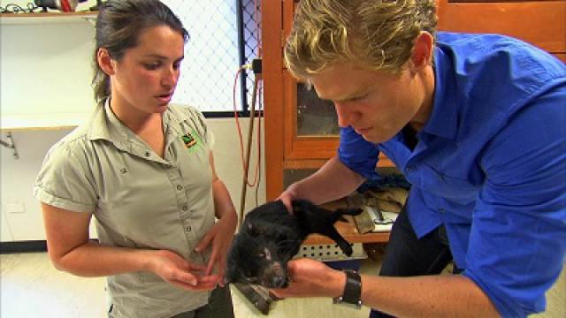 Two Sick Tasmanian Devil Babies