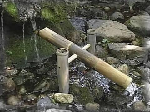 Bamboo
