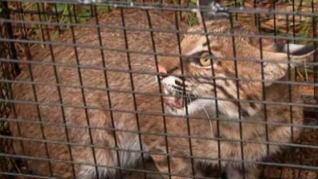 Bobcat & Yellow Jacket