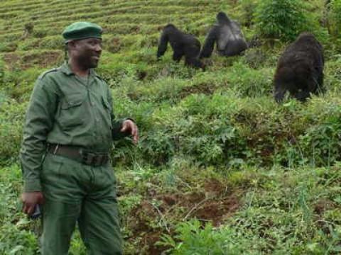 Ne dites pas à ma mère... : La République Démocratique du Congo