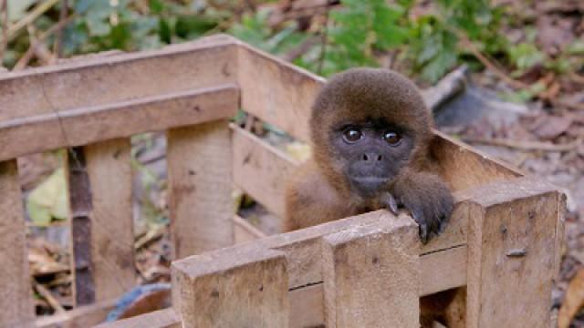 Peru's Monkey Business