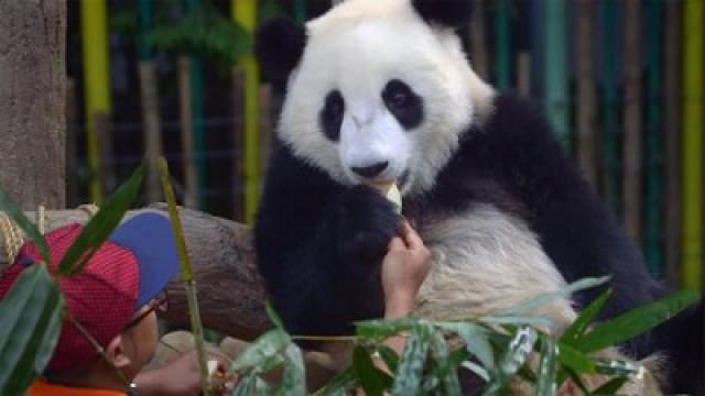 Saving China's Pandas