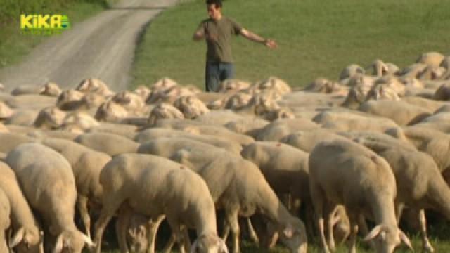 Wer darf auf dem Rasen grasen?