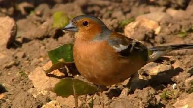 Garden Birds