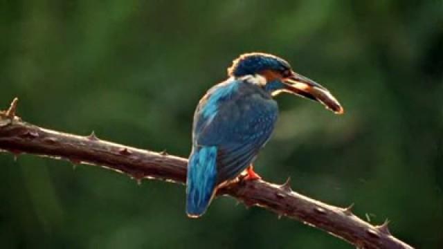 Waterbirds