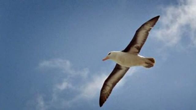 Seabirds