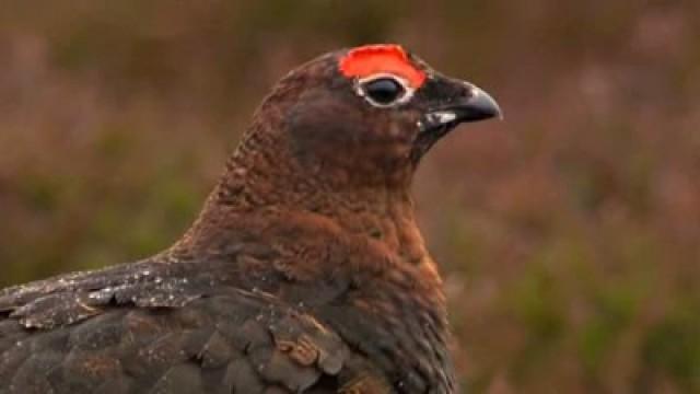 Countryside Birds