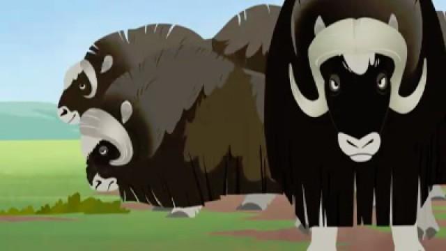 Musk Ox Mania