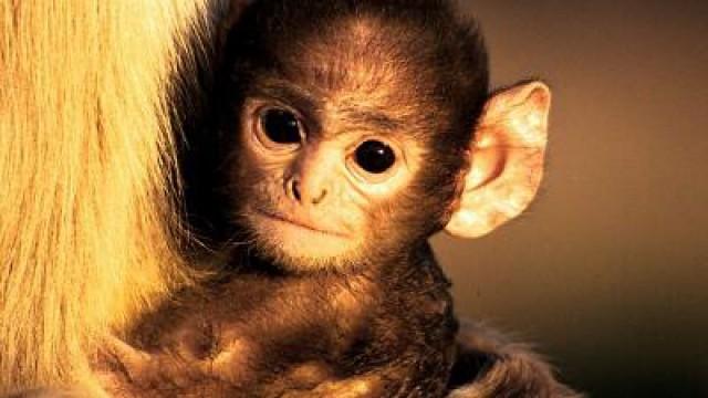 Larry the Langur Monkey