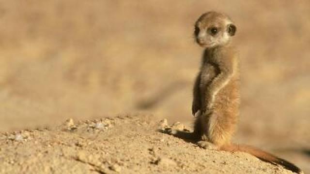 Morris the Meerkat