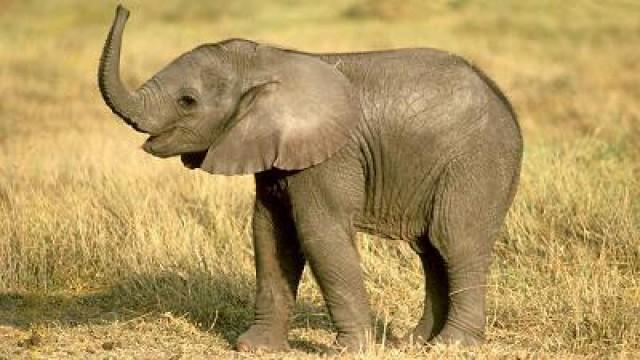 Eboo the African Elephant