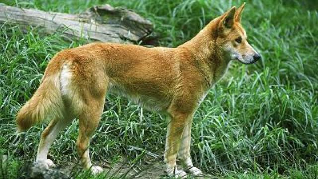 Dinah the Dingo