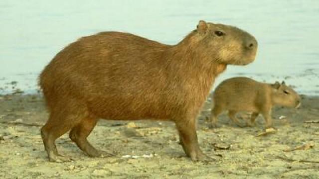 Carla the Capybara