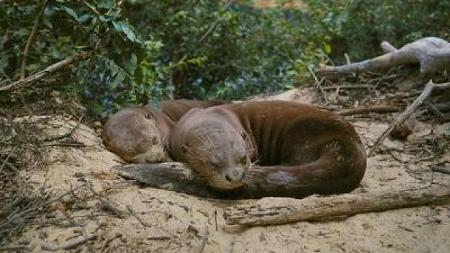 Oscar the Giant Otter