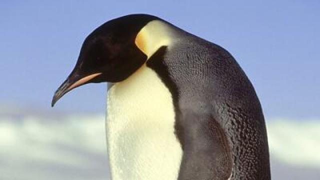 Peter the Emperor Penguin