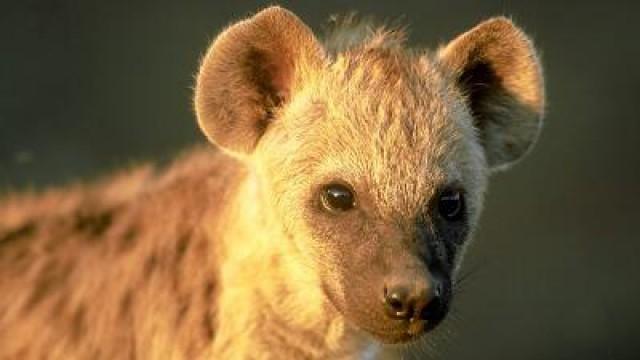 Hattie the Hyena