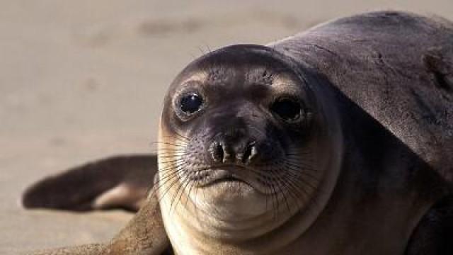 Elvis the Elephant Seal