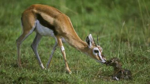 Tammy, the Thomson's Gazelle