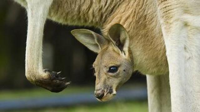 Rogan the Red Kangaroo