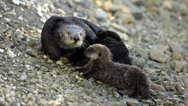 Olga the Otter