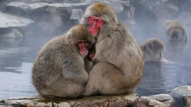 Momo the Japanese Macaque