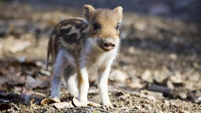 Berta the Wild Boar