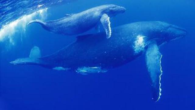 Harriet the Humpback Whale