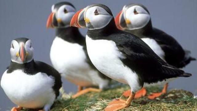 Piers the Puffin