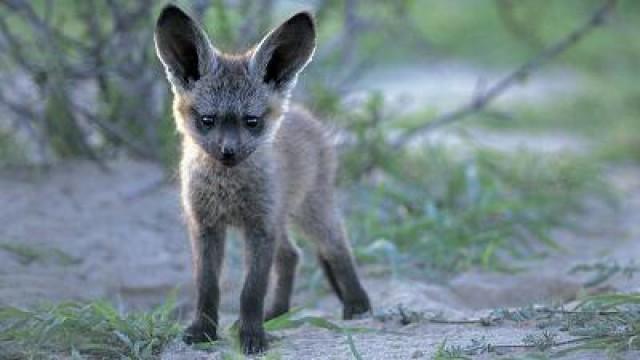 Bonnie the Bat-Eared Fox