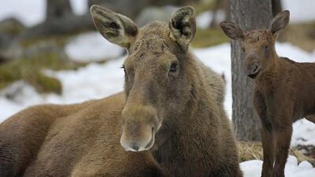 Matilda the Moose