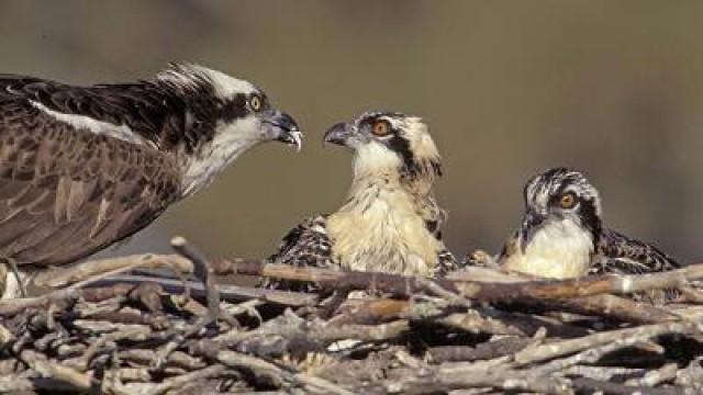 Orinoco the Osprey