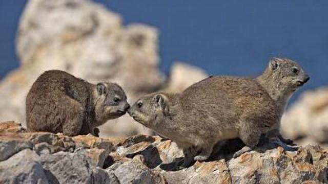 Harry the Hyrax