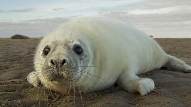 Sully the Grey Seal