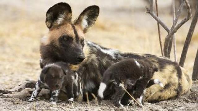 Winston the African Wild Dog