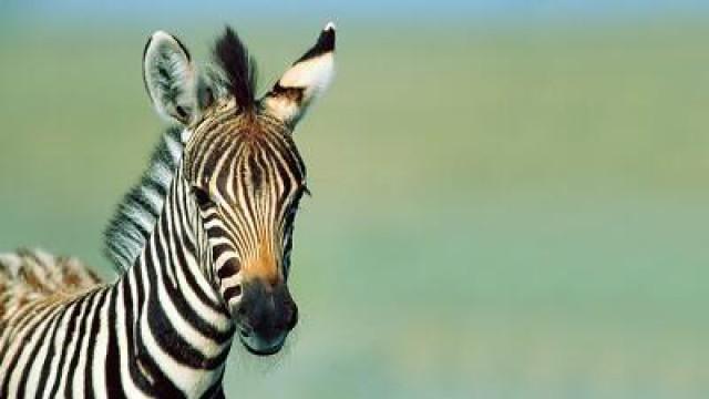 Ziggy the Burchell Zebra