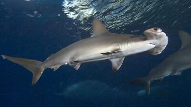 Hula the Hammerhead Shark