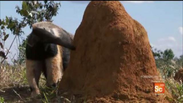 Brazil's Cerrado