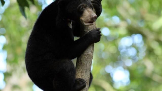 Borneo's Tropical Rainforest