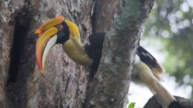 India's Western Ghats