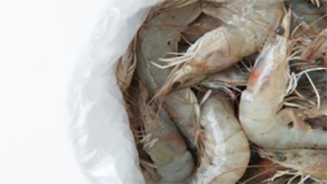 Testing Shrimp for Superbugs