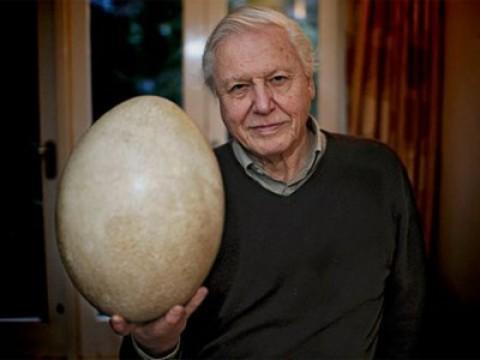 Attenborough and the Giant Egg