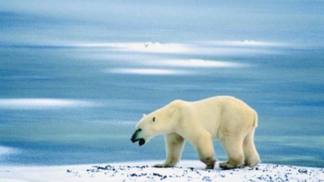 Ice Bear