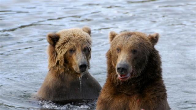 King Bear