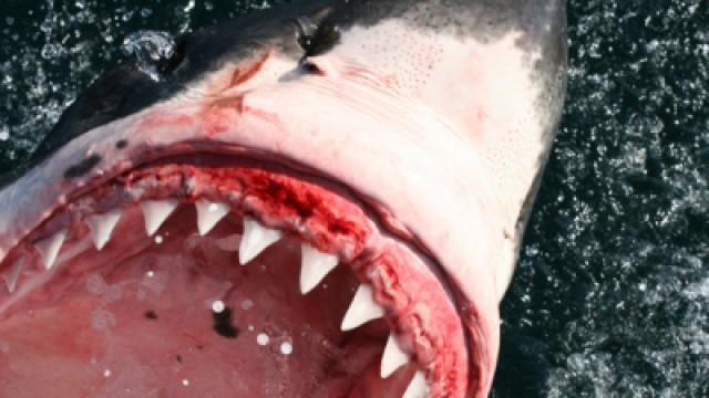 Great White Shark
